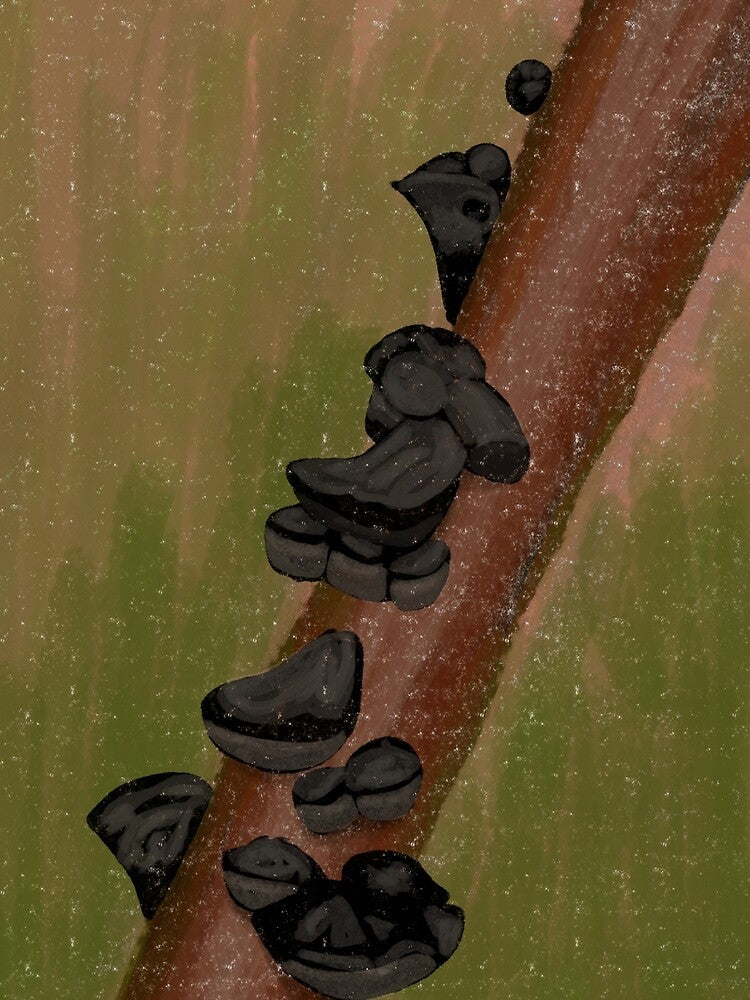 Warty Jelly Fungus by Tortibee