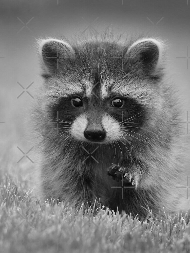 Black and White Cute Baby Raccoon Animal by TheWildFlix