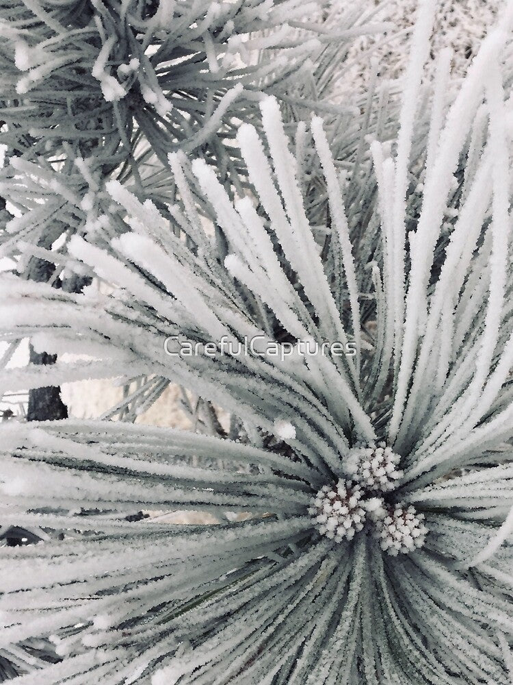 Frosted Trees by CarefulCaptures