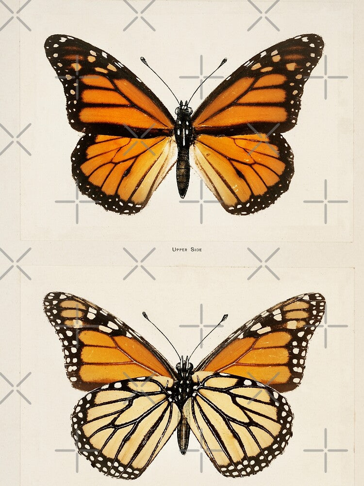 monarch butterfly by venusbyliv