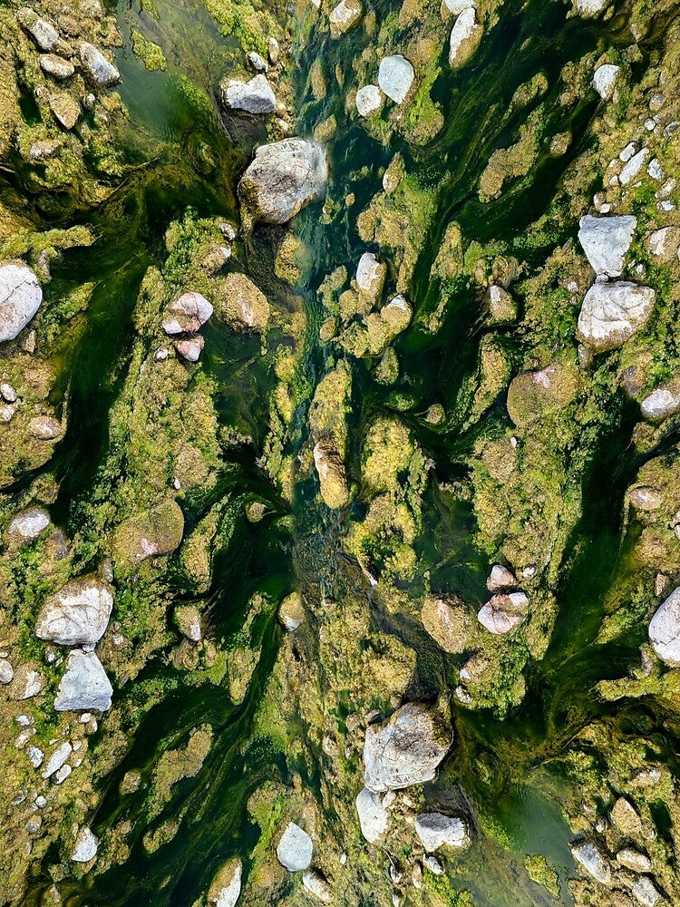 Algae and rocks of the Eel River by Of-Moss-And-Mud