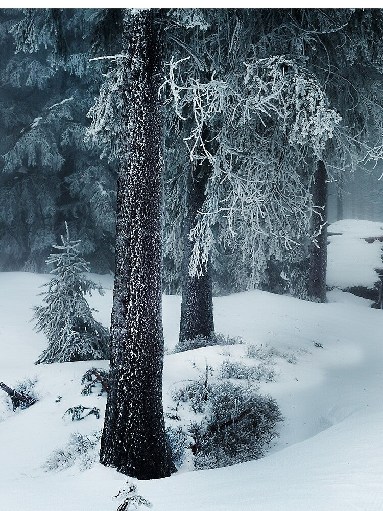 Winter wonderland by Psilographics