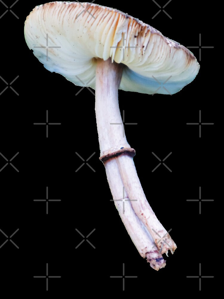 Double-stemmed Graceful Parasol Mushroom by Maddy the Maker