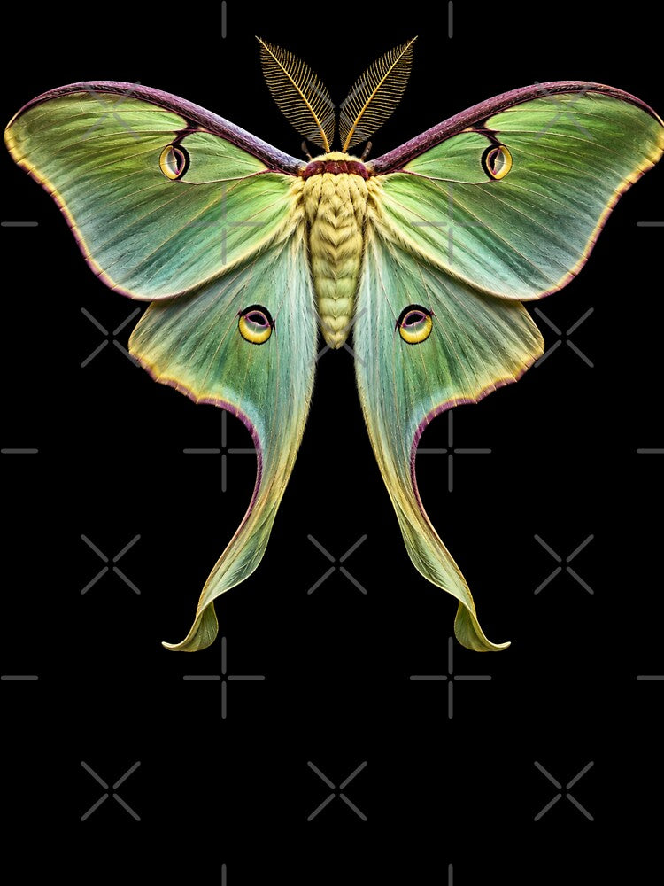 Luna Moth Actias luna Entomology by Harpagann