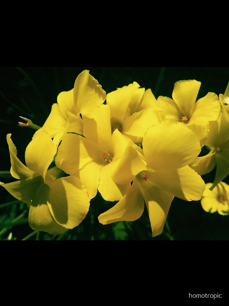Yellow Spring Flowers by homotropic