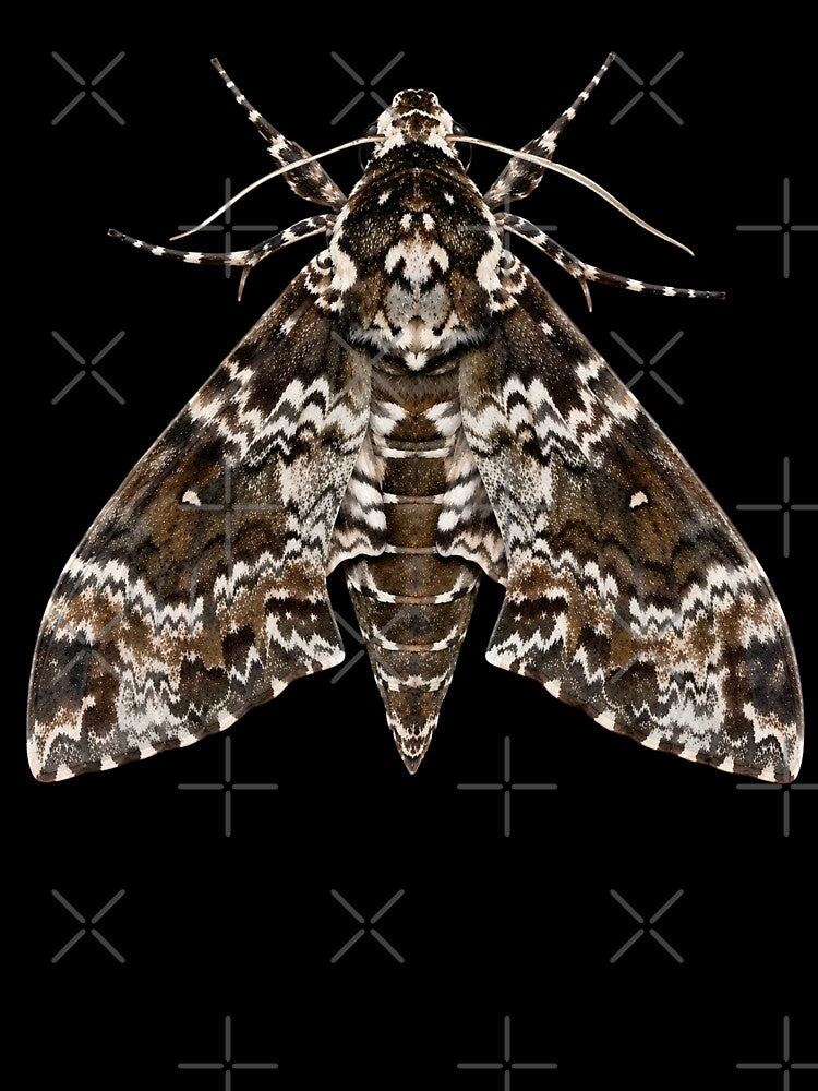 Rustic Sphinx Moth Manduca Rustica Watercolor Style by Harpagann