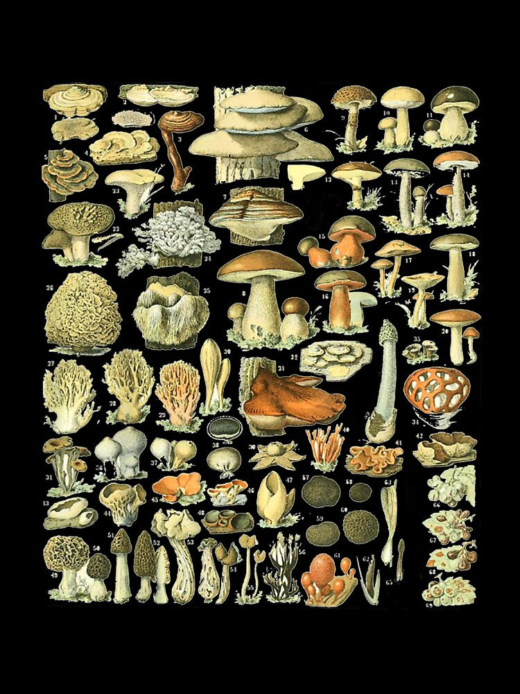 EncycloArt Foraging Wild Mushroom by DonVTV