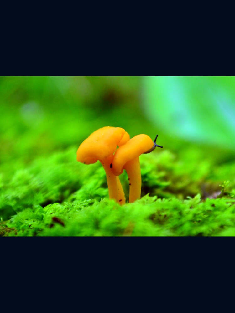 Chanterelle Mushroom with Slug by fungimages