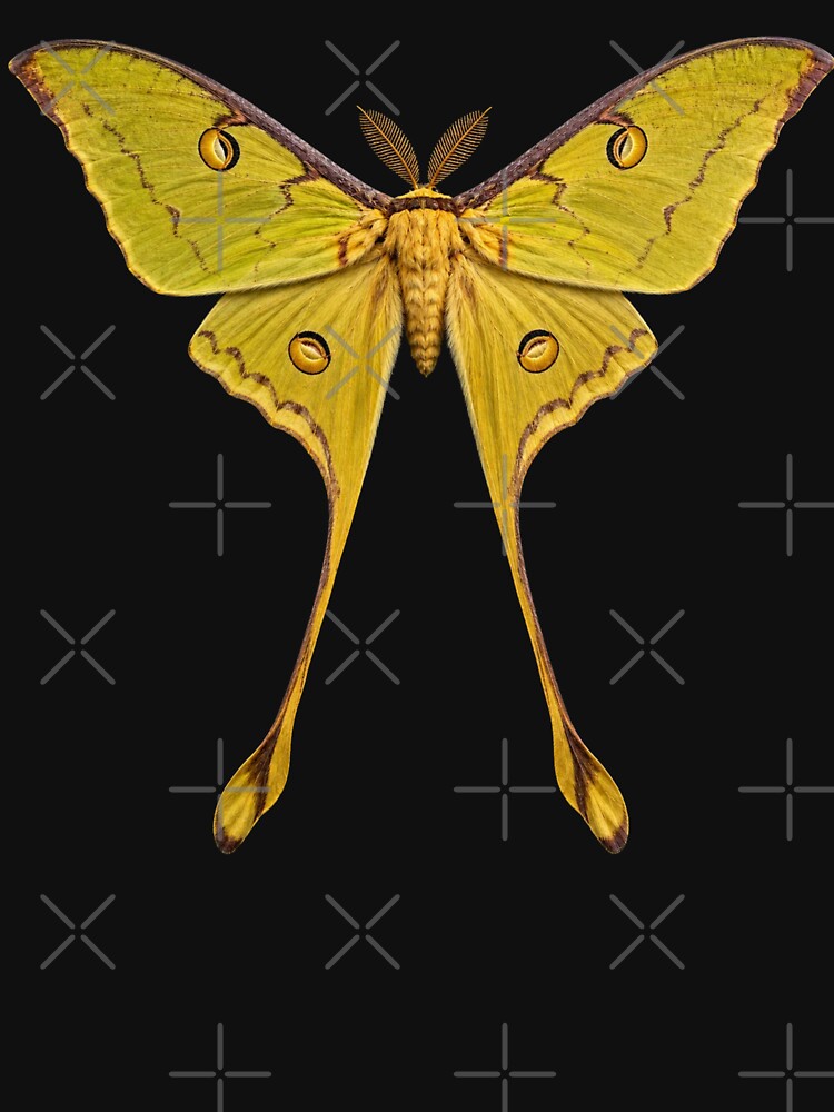 Comet Moth Argema mittrei Realistic Style by Harpagann