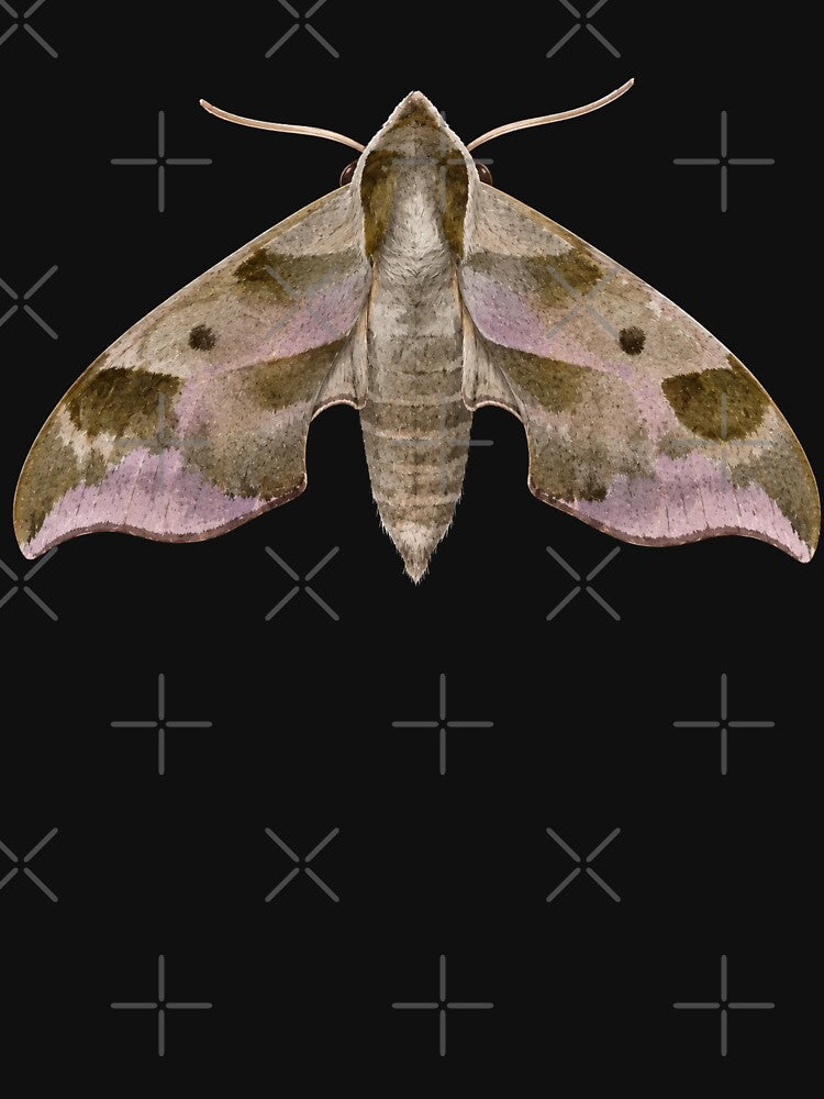 Virginia Creeper Sphinx Moth Darapsa Myron Watercolor Style by Harpagann