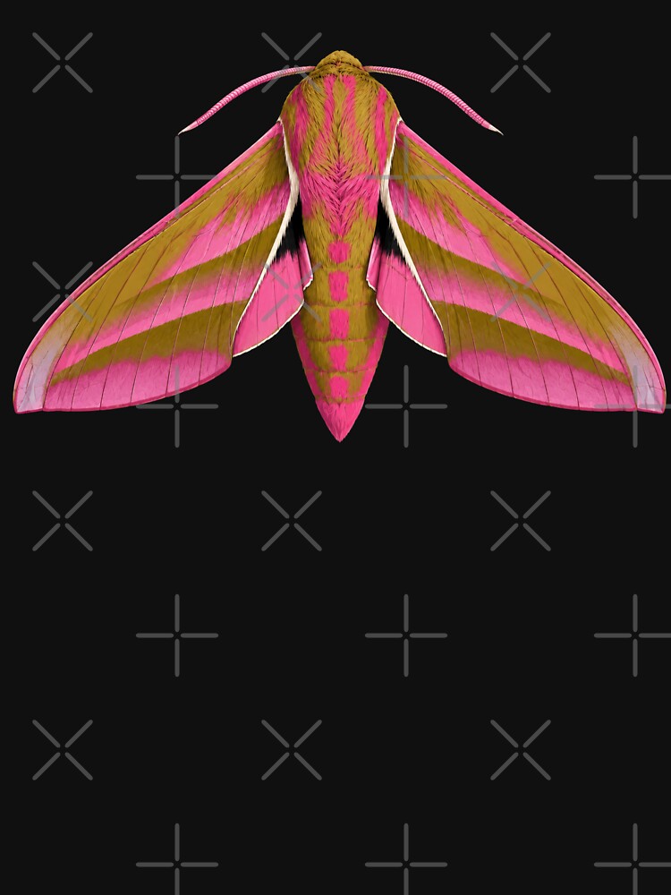 Elephant Hawk Moth Deilephila elpenor Cartoon style by Harpagann