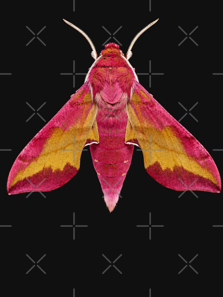 Small Elephant Hawk Moth Deilephila porcellus Cartoon Style by Harpagann