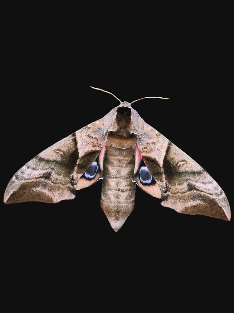 Unique Moth by RainbowSpinkle