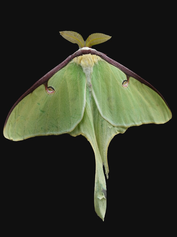 Luna Moth by RainbowSpinkle
