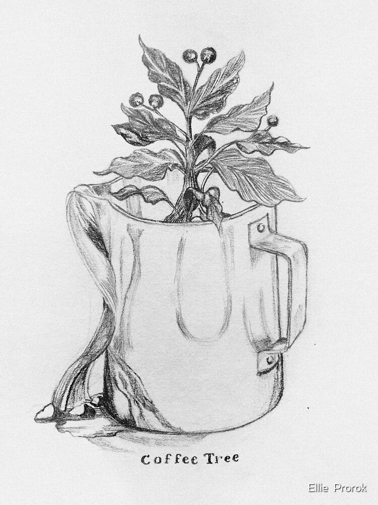 Coffee Tree Illustration by Ellie  Prorok