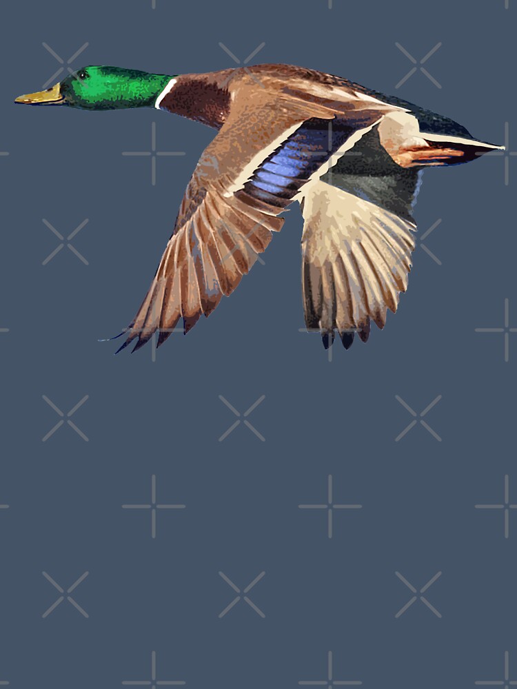 Mallard Duck in Flight by Futurebeachbum
