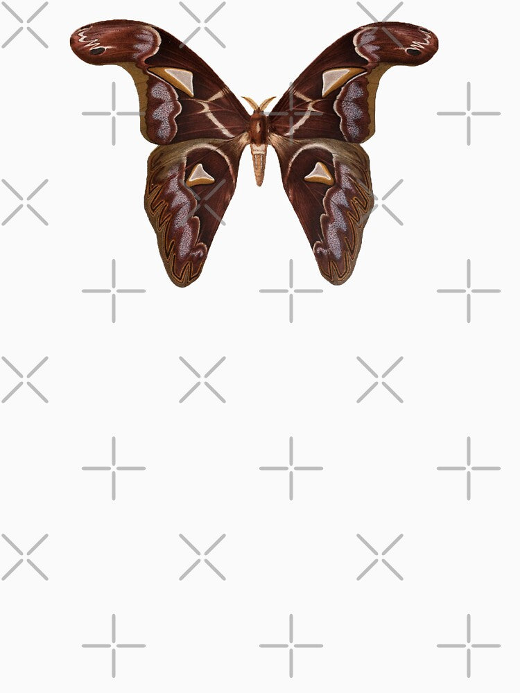 Vintage Scientific Illustration of an Atlas Moth by bookishneighbor