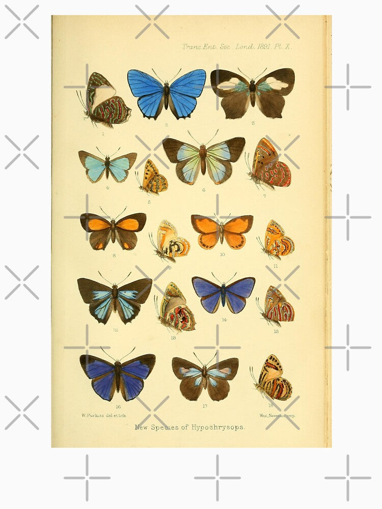 Butterflies Vintage Illustration by bookishneighbor