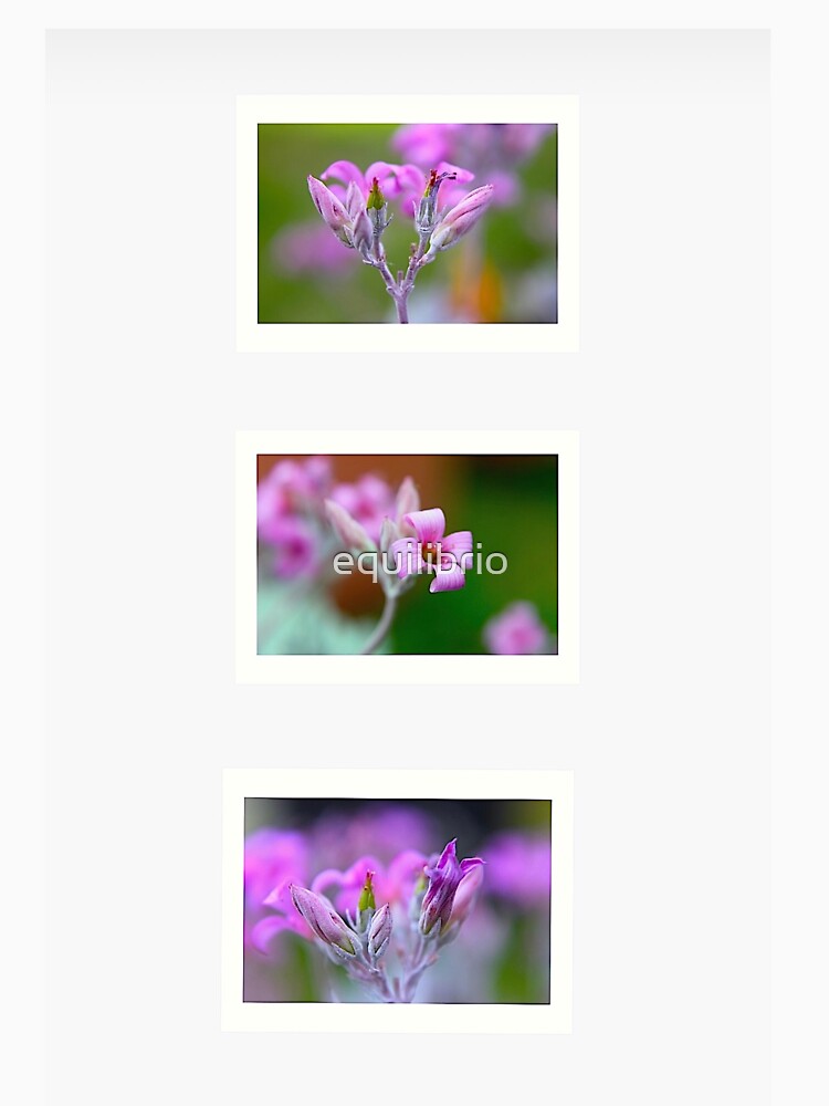 I love Flowers by equilibrio