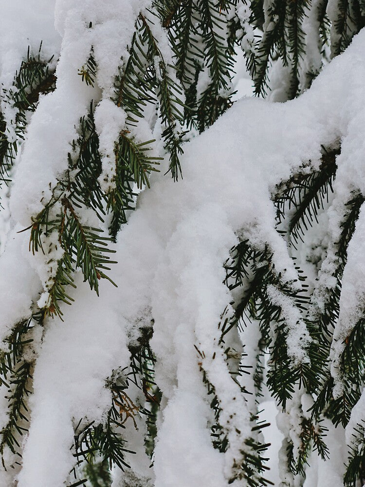 Snowy trees! by photogenik