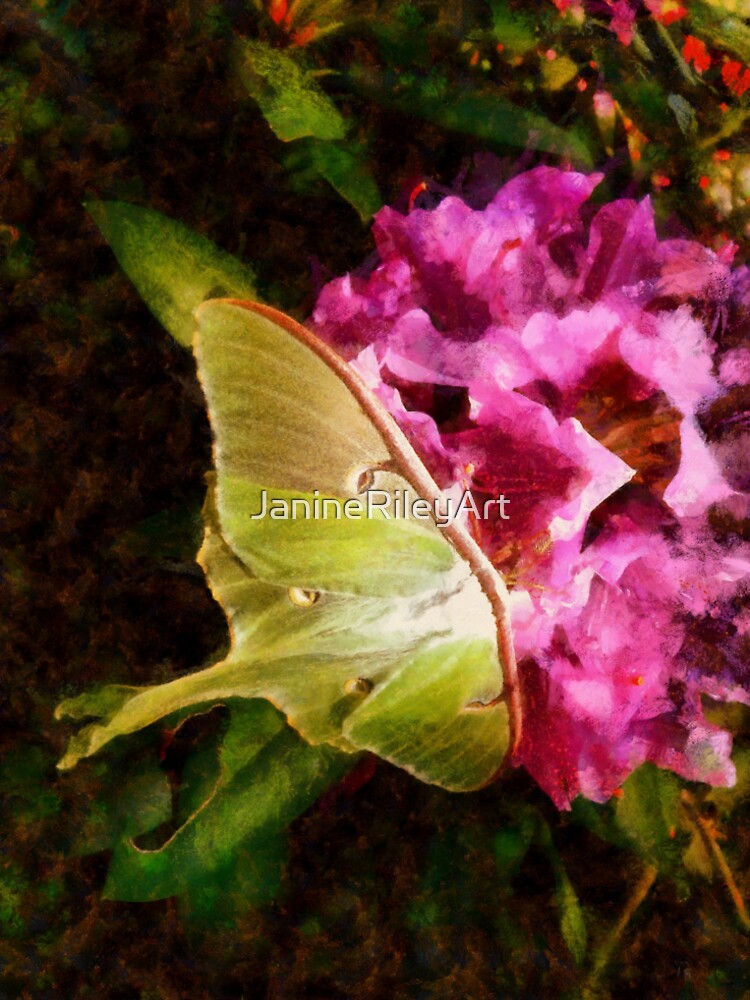 Lady Luna Moth on a Pink Rhododendron Flower by JanineRileyArt