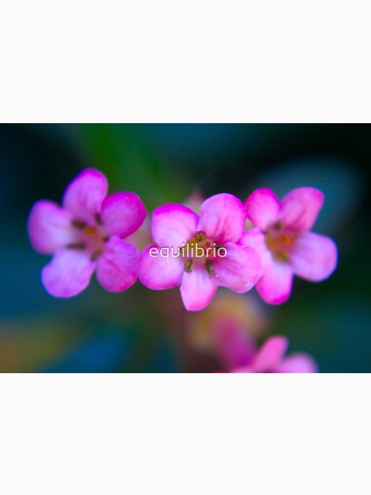Amanecer by equilibrio