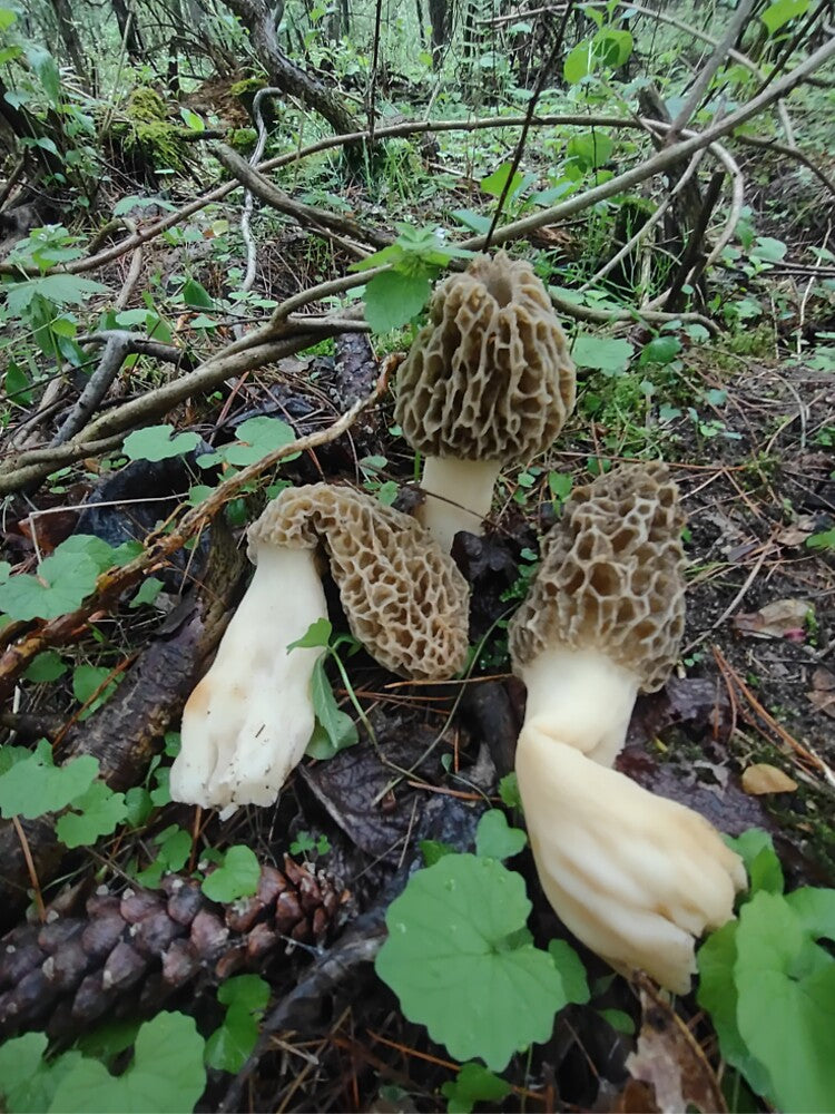 3 Morels by AlphaGalGardenGirl