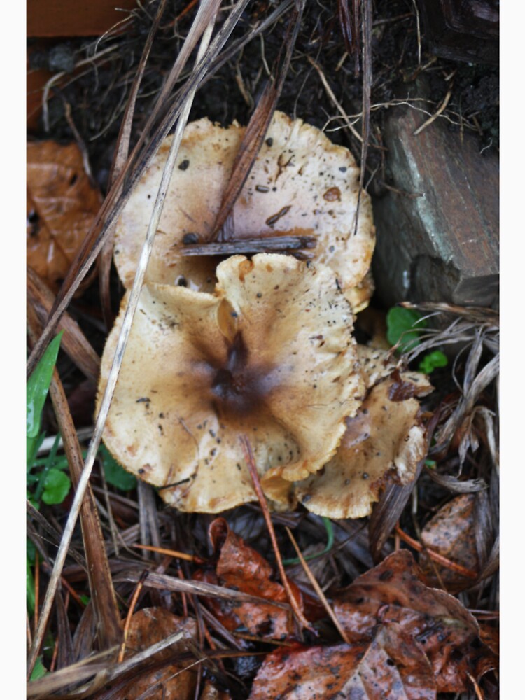 Mushroom by plantyboi