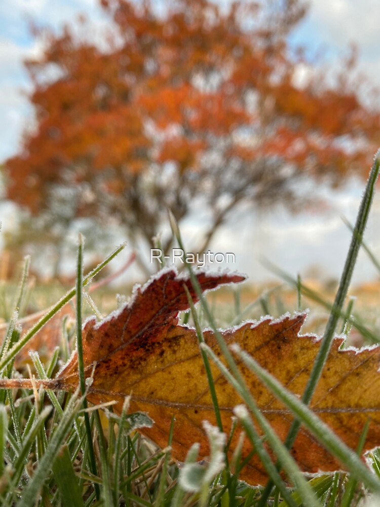 Late Fall by R-Rayton
