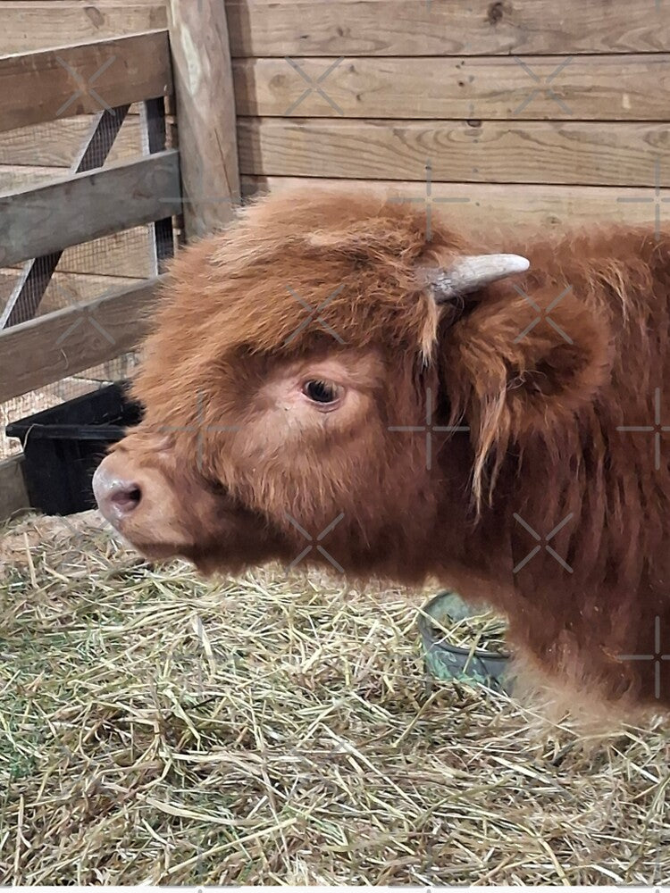 Highland Cow Side On by CJ Art & Photography
