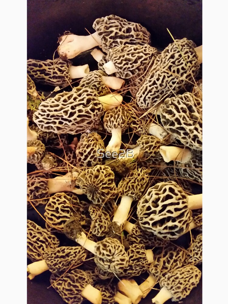 Morels by See2B