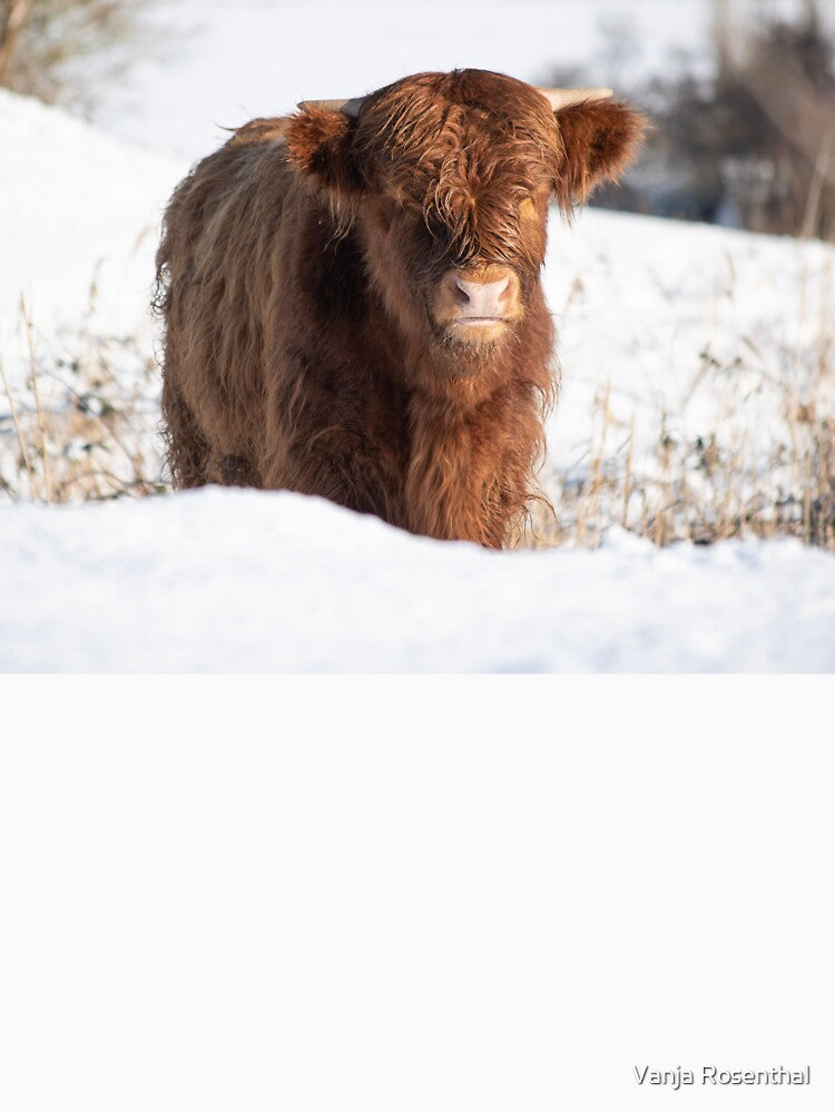 Highlander cow in the snow by Vanja Rosenthal
