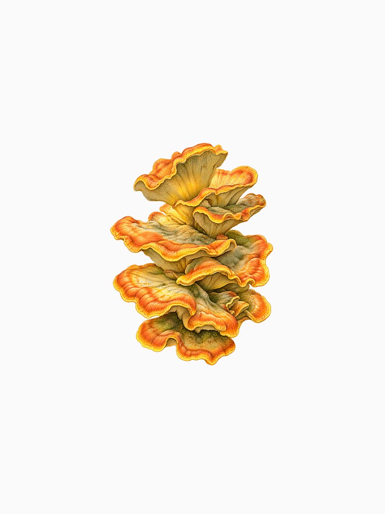 Chicken of the Woods | Foraging Mushroom Kitchen Art | Gourmet Forager Gift by Brackenlume Studio