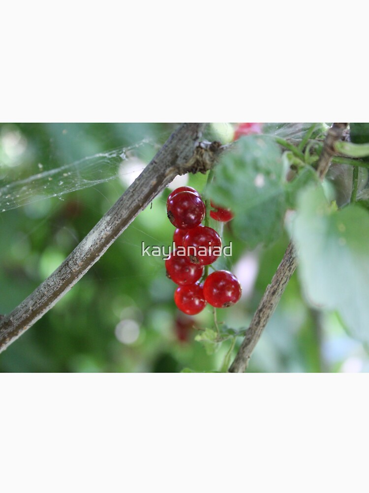 Red Berries by kaylanaiad