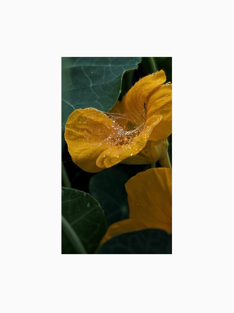 Dewy Spiderweb in a Nasturtium by HoneyedBrie