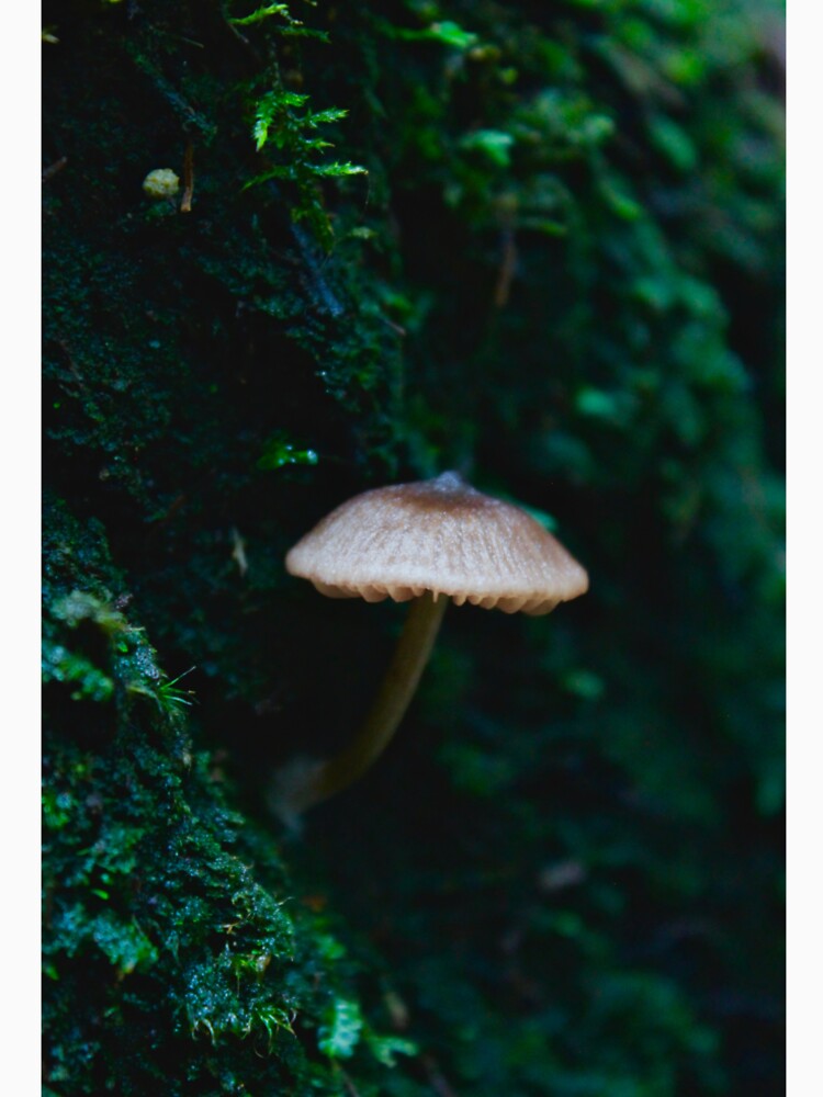 mushroom 8 by mjoffe