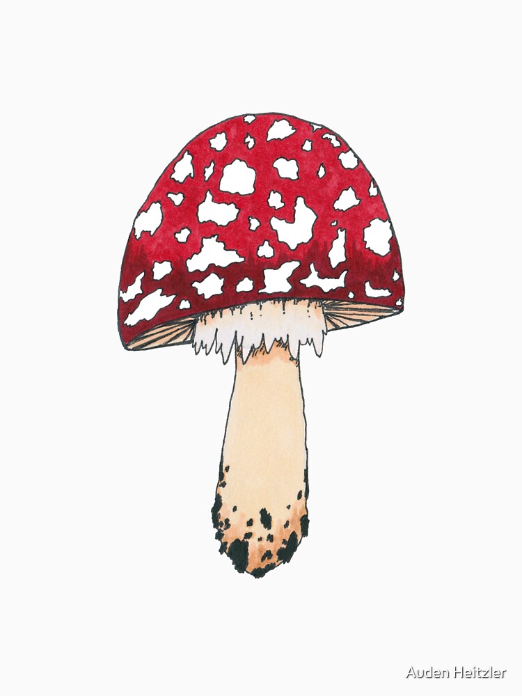 Amanita muscaria "Fly Agaric" Magic Mushroom Illustration by Auden Heitzler