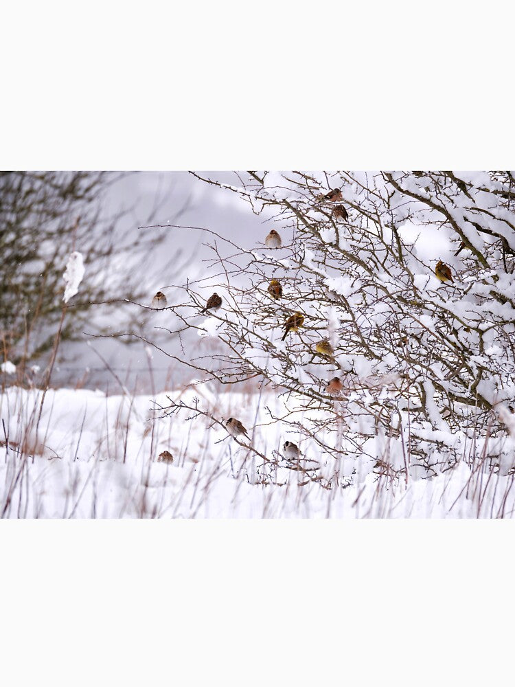 Winter wonderland by Gez Robinson