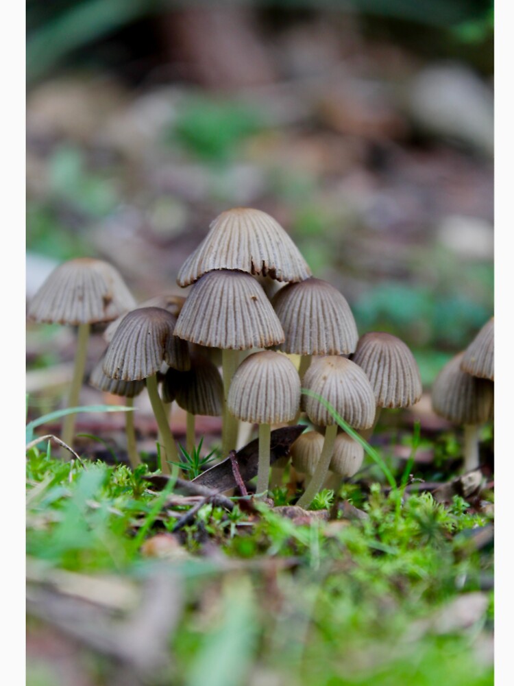 mushroom 9 by mjoffe