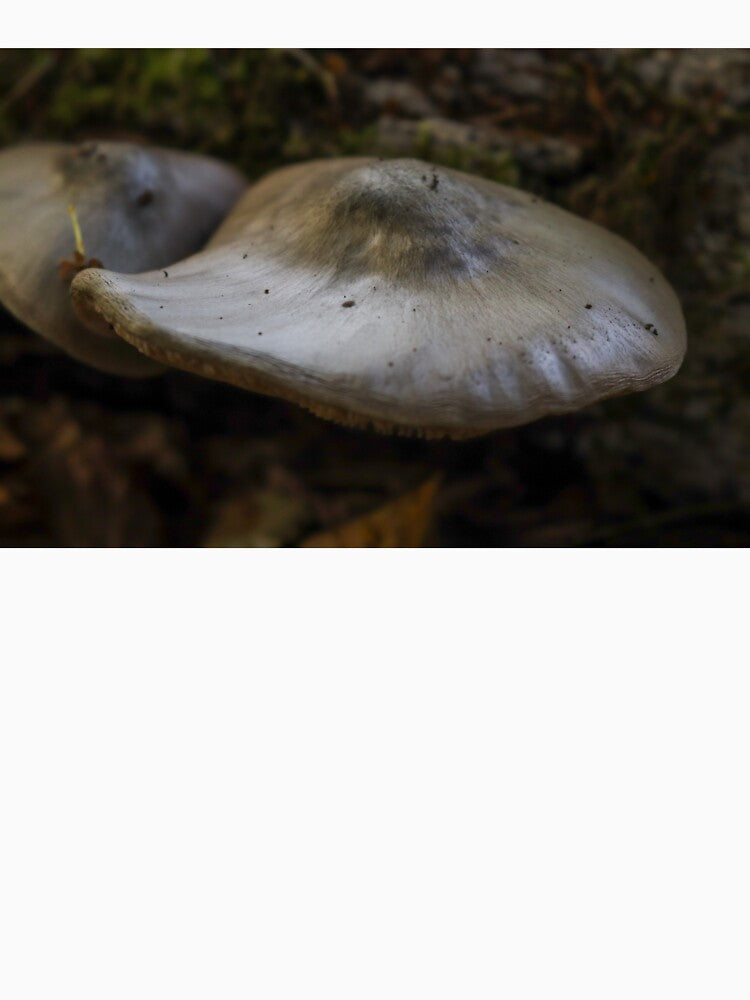 a pair of mushrooms by sammbramm