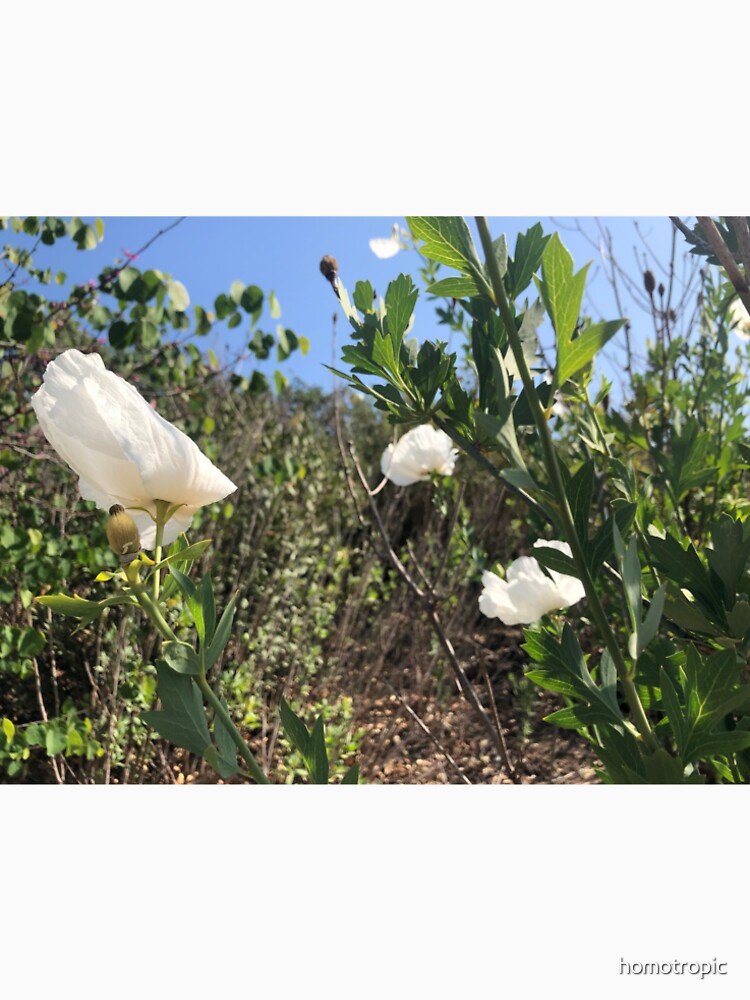 Matilija Poppies by homotropic
