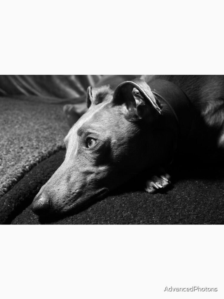Whippet Portrait - Profile (monochrome) by AdvancedPhotons