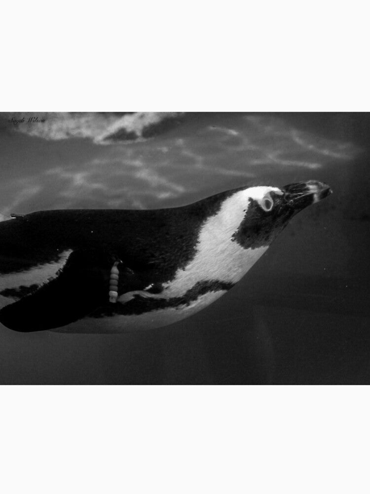 Black & White Penguin Underwater by Sadeshots