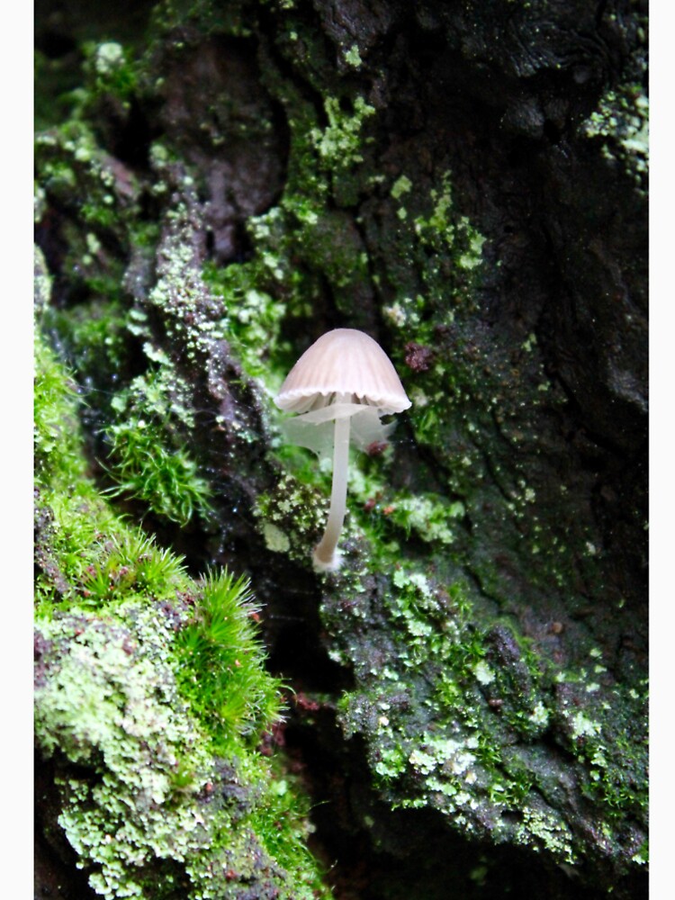 mushrooms 11 by mjoffe
