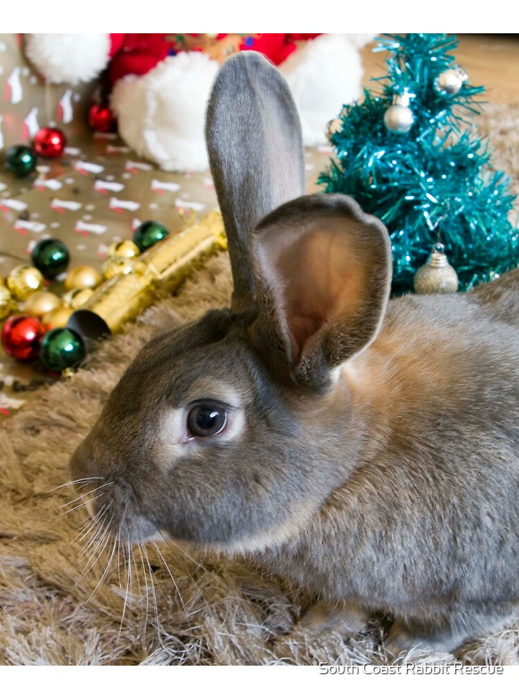 Christmas Bunny by South Coast Rabbit Rescue