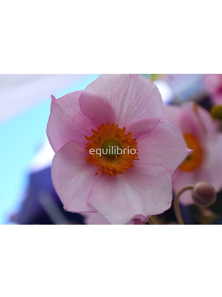Simplicity by equilibrio