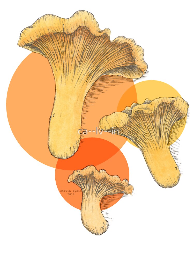 orange chanterelle mushrooms by ca--lv--in