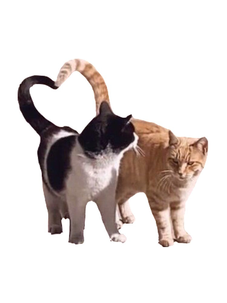 cats in love by savrh