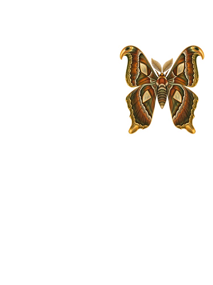 Atlas Moth | Vintage Entomology Specimen Art | Moth Collector Gift by Brackenlume Studio