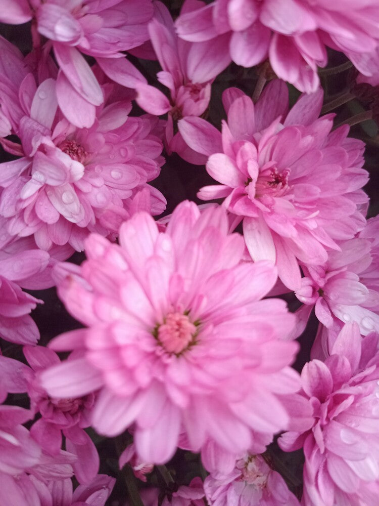 Pink Flowers by celestialducky